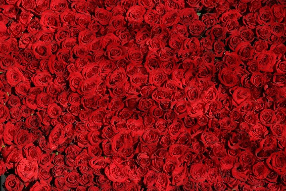Róże – ulubienice wielu kobiet
